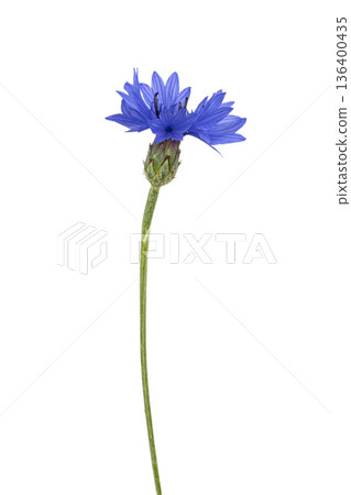 Blue cornflower blooming with green stem on white Blue cornflower blooming with green stem on white 136400435