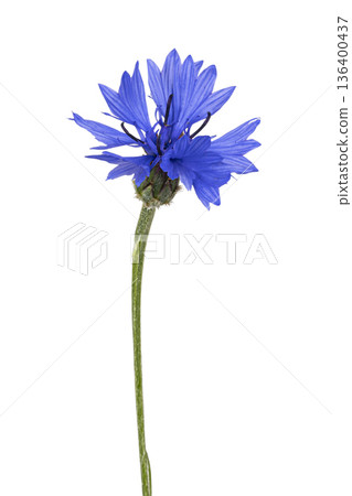 Blue cornflower blooming with green stem on white Blue cornflower blooming with green stem on white 136400437