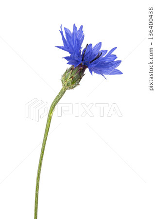 Blue cornflower blooming with green stem on white 136400438