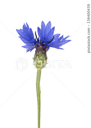 Blue cornflower blooming with green stem on white 136400439
