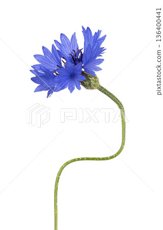 Blue cornflower blooming with green stem on white 136400441