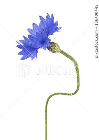 Blue cornflower blooming with green stem on white 136400445