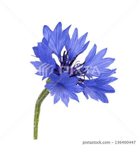 Blue cornflower blooming with green stem on white 136400447
