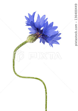 Blue cornflower blooming with green stem on white 136400449