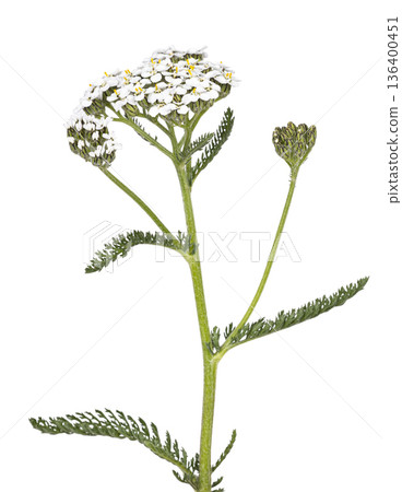 Yarrow plant showing white flowers achillea millefolium Yarrow plant showing white flowers achillea millefolium 136400451