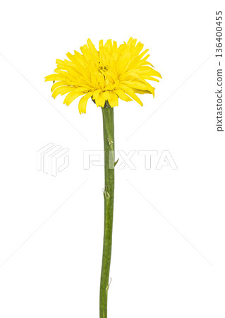 Yellow hawkweed wildflower with green stem isolated 136400455