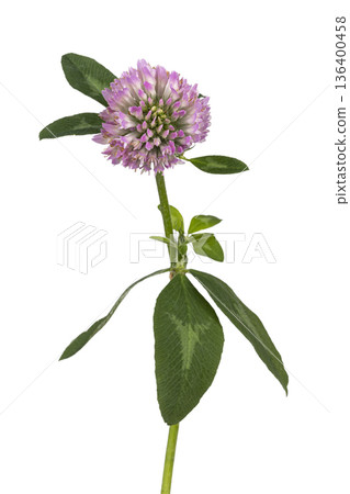 Red clover flower head with green leaves on white background Red clover flower head with green leaves on white background 136400458