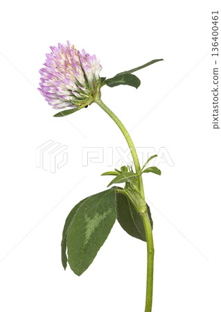 Red clover flower head with green leaves on white background Red clover flower head with green leaves on white background 136400461