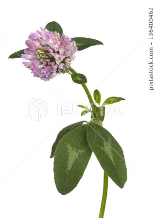 Red clover flower head with green leaves on white background Red clover flower head with green leaves on white background 136400462