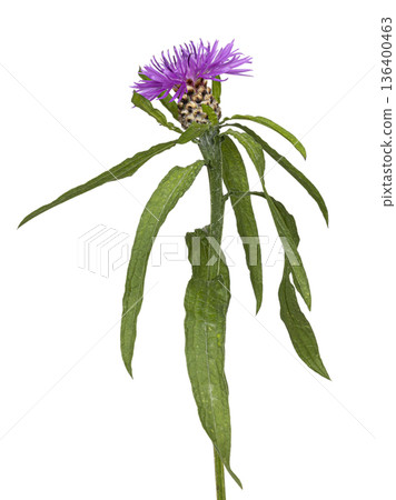 Greater knapweed purple flower on white background 136400463