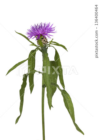Greater knapweed purple flower on white background 136400464