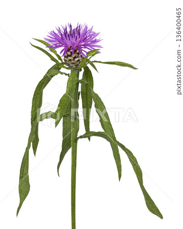 Greater knapweed purple flower on white background 136400465