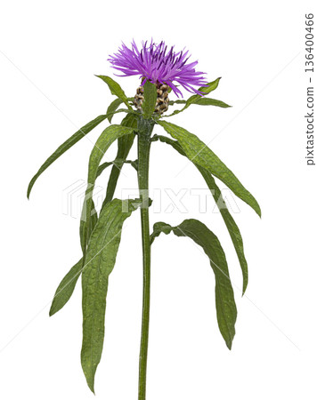 Greater knapweed purple flower on white background 136400466