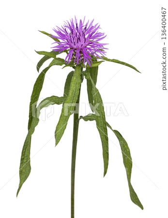Greater knapweed purple flower on white background 136400467