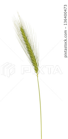 Green raw cereal crop with wheat grain isolated 136400473