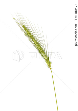 Green raw cereal crop with wheat grain isolated 136400475
