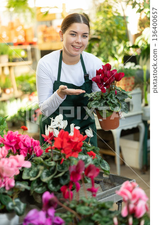 Gardener woman holding potted cyclamen in container garden 136400657