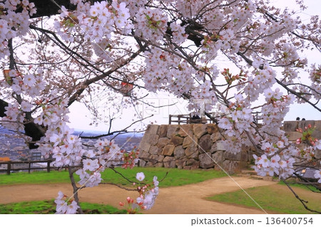 Cherry blossoms in full bloom at the Tottori Castle ruins (Hisamatsuyama Park) Cherry blossoms in full bloom at the Tottori Castle ruins (Hisamatsuyama Park) 136400754