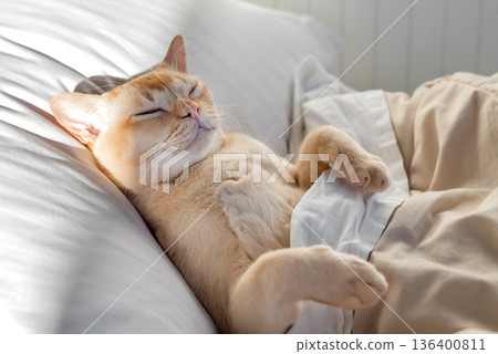 Cat sleeping on bed 136400811