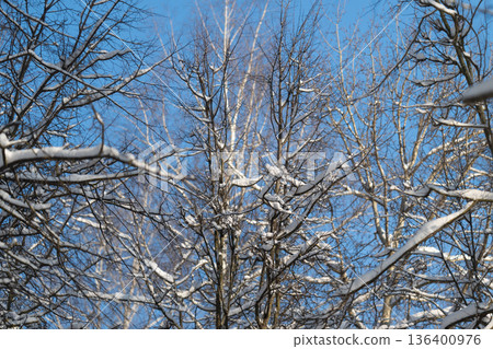 Snowy birch trunk, Vertical birch with frosted bark, Snowcovered birch with textured bark layers, Tall snowdusted birch tree showcasing layered branches and moss tones 136400976