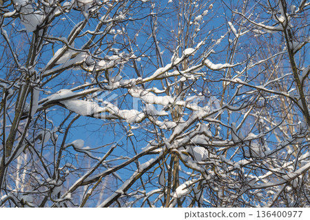 Peaceful snowcovered branch display, Serene winter ambiance with intricate branch arrangements, Quiet winter setting featuring elaborate twig patterns against colorful sky Peaceful snowcovered branch display, Serene winter ambiance with intricate branch arrangements, Quiet winter setting featuring elaborate twig patterns against colorful sky 136400977