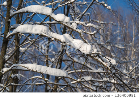 Frozen twigs glisten in snow, Frosted branches shimmer softly amidst falling snowflakes in cold air, Delicate twigs are coated with gentle layer of snow and shimmering frost 136400981