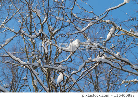 Blue sky with snow detail, Seasonal snow on bare tree branches, Detailed image capturing snow granules and delicate twigs under bright daylight in winter setting Blue sky with snow detail, Seasonal snow on bare tree branches, Detailed image capturing snow granules and delicate twigs under bright daylight in winter setting 136400982
