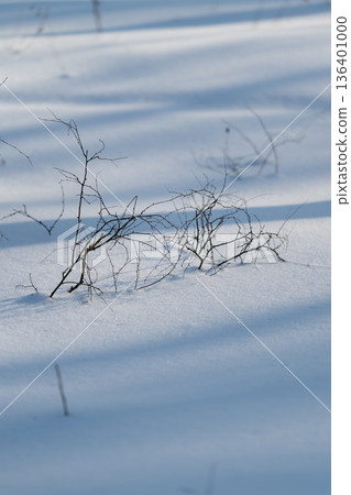Fragile branches overlap, Graceful twigs on snowy surface, Slender branches emerge from pristine snow field, Fine winter scene featuring lightweight twigs and soft shadows Fragile branches overlap, Graceful twigs on snowy surface, Slender branches emerge from pristine snow field, Fine winter scene featuring lightweight twigs and soft shadows 136401000