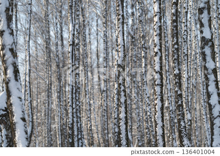 Birch alley bathed in soft light, narrow trunks creating depth, muted winter tones, quiet atmosphere, subtle trail hints, ideal for mindfulness or editorial use Birch alley bathed in soft light, narrow trunks creating depth, muted winter tones, quiet atmosphere, subtle trail hints, ideal for mindfulness or editorial use 136401004