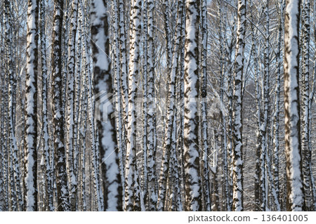 Dense birch trunks forming rhythmic pattern, vertical repetition, high contrast bark markings, soft winter light, moody monochrome palette, suitable for backgrounds and textures 136401005