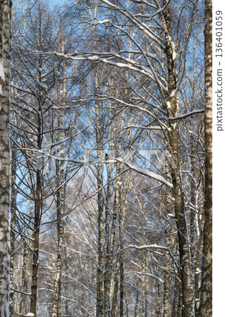 Sunshine illuminates snowy branches beautifully, Morning light highlights snowcovered birch trees outside, Photographer captures fresh winter atmosphere amid sunlight and snow Sunshine illuminates snowy branches beautifully, Morning light highlights snowcovered birch trees outside, Photographer captures fresh winter atmosphere amid sunlight and snow 136401059