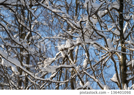 Icy forest setting, Silent frozen forest filled with snowladen branches and calm mood, Peaceful winter woodland with snowcovered branches creating serene and quiet atmosphere 136401098