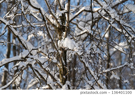 Winter branches in gentle glow, Branches blanketed with snow under soft illumination, Snowladen twigs illuminated by delicate winter light create peaceful scenery Winter branches in gentle glow, Branches blanketed with snow under soft illumination, Snowladen twigs illuminated by delicate winter light create peaceful scenery 136401100