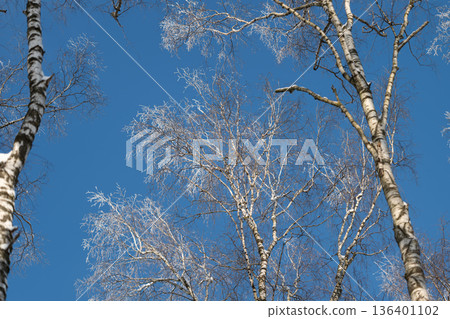Birch trees extend into vast blue sky, Birch treetops ascending into expansive clear blue sky above, Reaching limbs of birch trees extend upward into serene blue sky above Birch trees extend into vast blue sky, Birch treetops ascending into expansive clear blue sky above, Reaching limbs of birch trees extend upward into serene blue sky above 136401102
