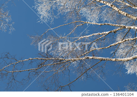 Birch silhouette art, Simple natural scene of lone birch branch with blue background, Serene artistic depiction of solitary birch branch contrasted against bright blue sky Birch silhouette art, Simple natural scene of lone birch branch with blue background, Serene artistic depiction of solitary birch branch contrasted against bright blue sky 136401104