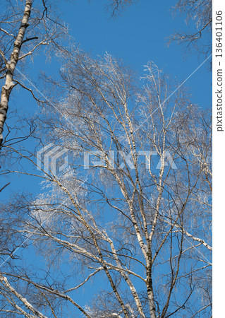 Serene forest with gentle trees, Relaxing scene of slender trees against bright blue sky, Soothing image of delicate birch trunks emanating calmness and natural harmony 136401106