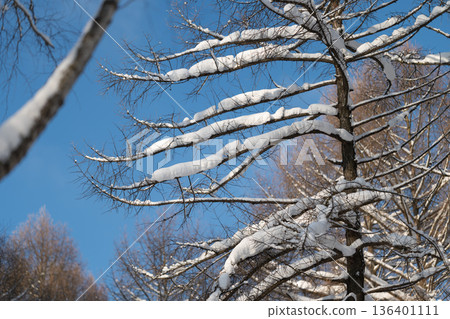 Snow adorns branches, Branches topped with icy layers, Layered frost decorates horizontal tree limbs, Frost overlays on tree branches creating abstract natural sculptures 136401111