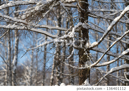 Serene winter morning scene showing seed clusters on snowy branches, Detailed view of snowcovered branches adorned with seed clusters in peaceful winter ambiance Serene winter morning scene showing seed clusters on snowy branches, Detailed view of snowcovered branches adorned with seed clusters in peaceful winter ambiance 136401112
