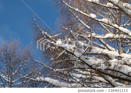Heavy snow on birch branches reveals delicate catkins beneath clear sky, Frosted birch limbs laden with snow display tiny catkins against pristine winter sky background 136401115