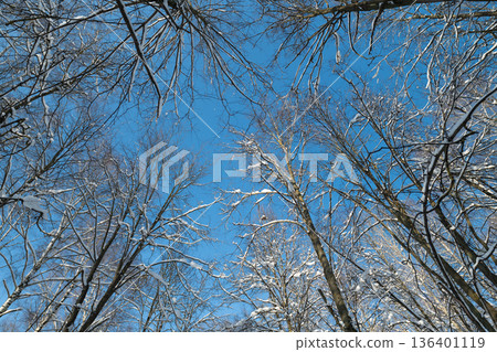 Interlaced birch branches against blue sky delicate twigs forming organic geometry, sparse catkins, crisp cool tones, airy negative space for background or texture use 136401119