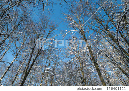 Spring birch scene, Serene view of white catkins on birch trees against blue sky, Peaceful scene featuring blooming birch catkins reaching into vibrant springtime sky 136401121