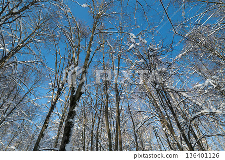 Winter forest scene, Snowy birch trees against blue sky, Layered trunks and snow pockets create peaceful scene, Calm winter landscape featuring layered trees and snow accents 136401126