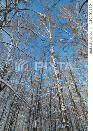 Bright winter scene, Sunny birch tree landscape, Snowy trees under clear bright winter sky glow, Vivid winter scene with illuminated snow and clear blue sky backdrop 136401130