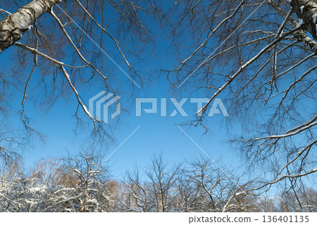 Peaceful winter scenery, Tranquil winter landscape featuring frosted birch trees above, Soothing winter tableau with snowdusted birch branches and pale bark highlighted 136401135
