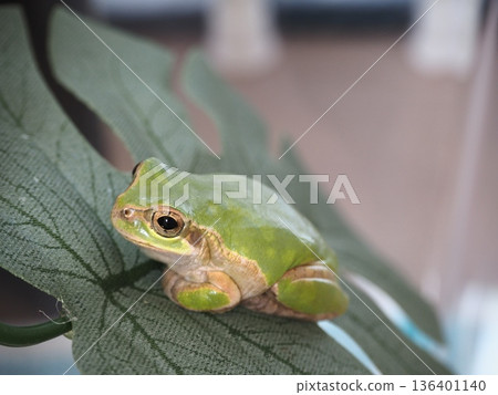 基於葉子的樹蛙 136401140