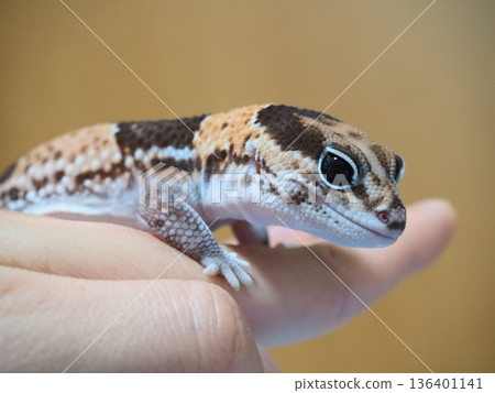 一隻狐狸坐在你的手上 一隻狐狸坐在你的手上 136401141