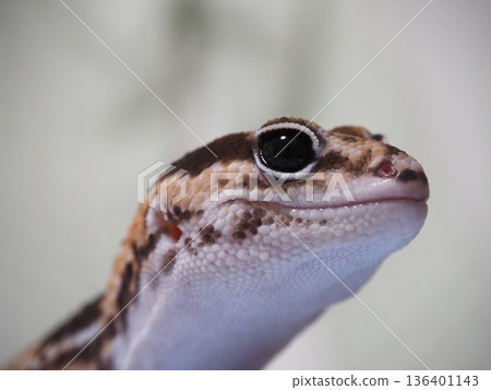 Moist-eyed Nishiaf 136401143