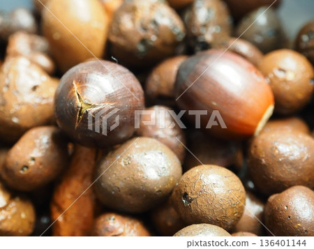 Acorns that are about to sprout 136401144