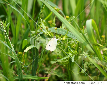 Cabbage white butterfly perching on the grass 136401146