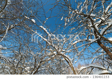 Fragile icy composition, Delicate ice branches create pattern, Fine snowcovered twigs shape tranquil scene, Intricate icy branches form calming winter sky mosaic pattern 136401153